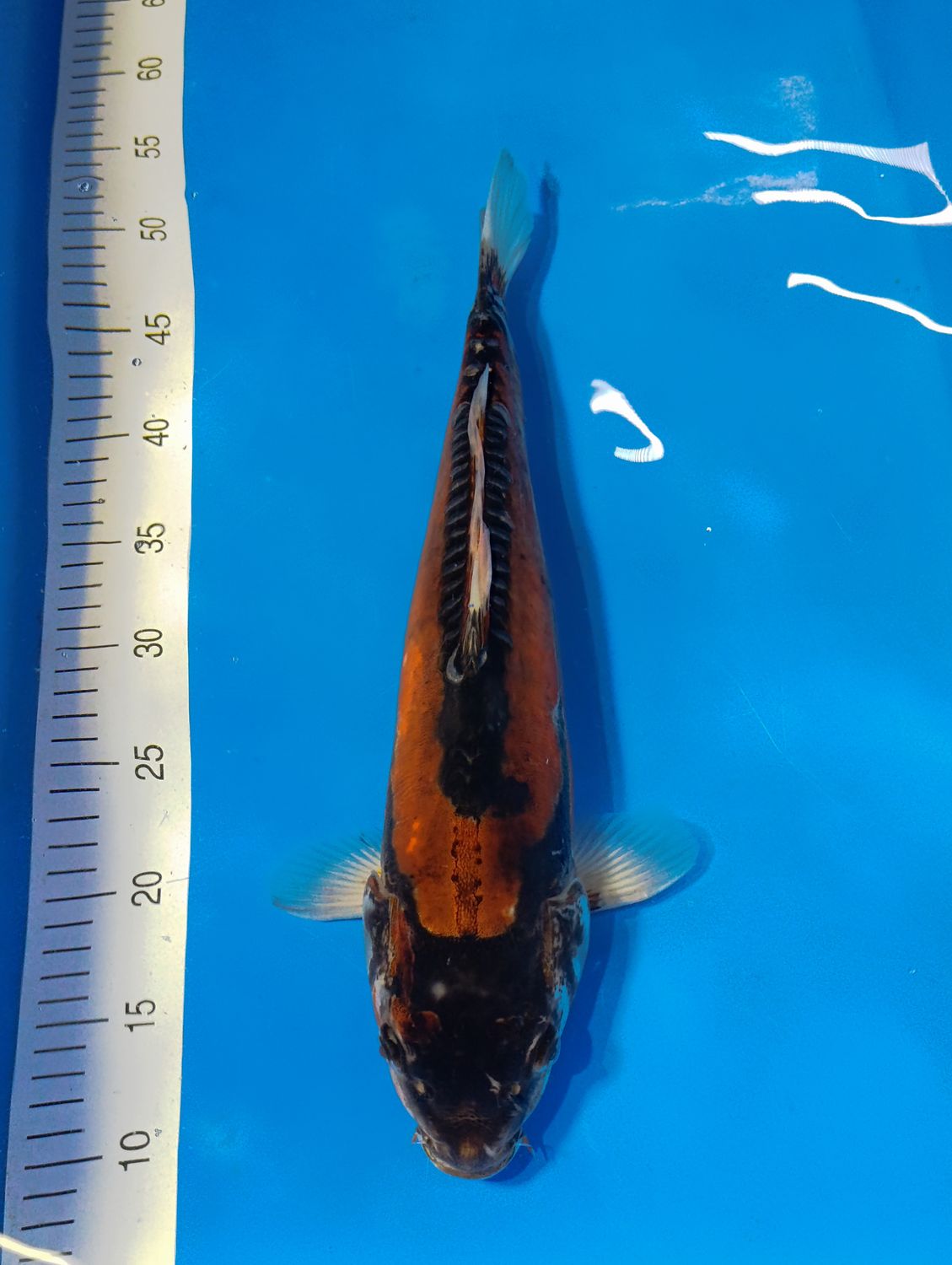 Karp Koi Shusui 37 cm