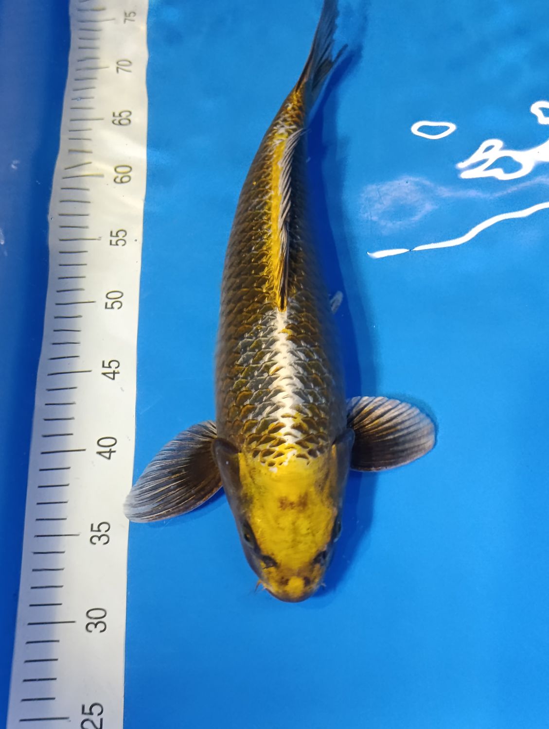 Karp Koi Kogane Ochiba 45cm