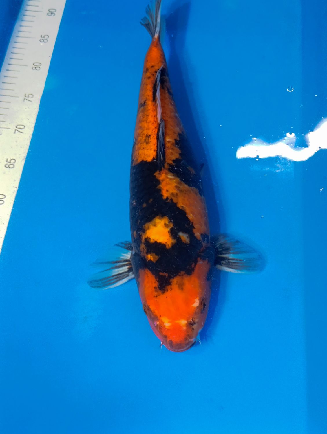 Karp Koi Showa 45 cm