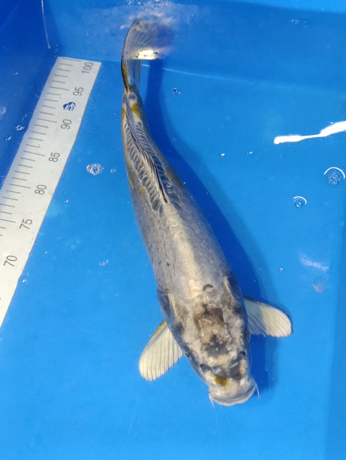 Karp Koi Doitsu kogane ochiba 48 cm