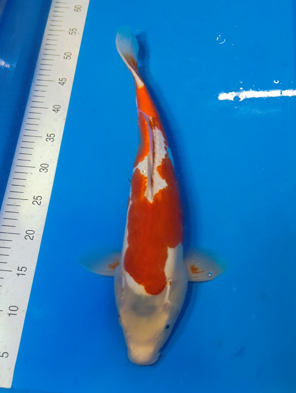 Karp Koi Doitsu Kohaku 45 cm