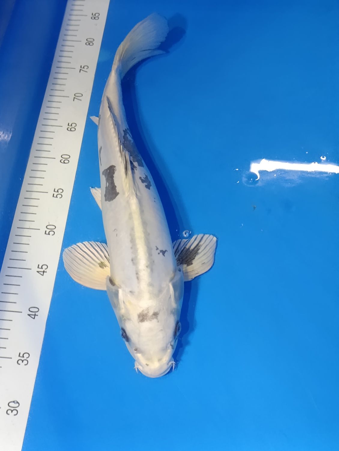 Karp Koi Kikokuryu 48 cm