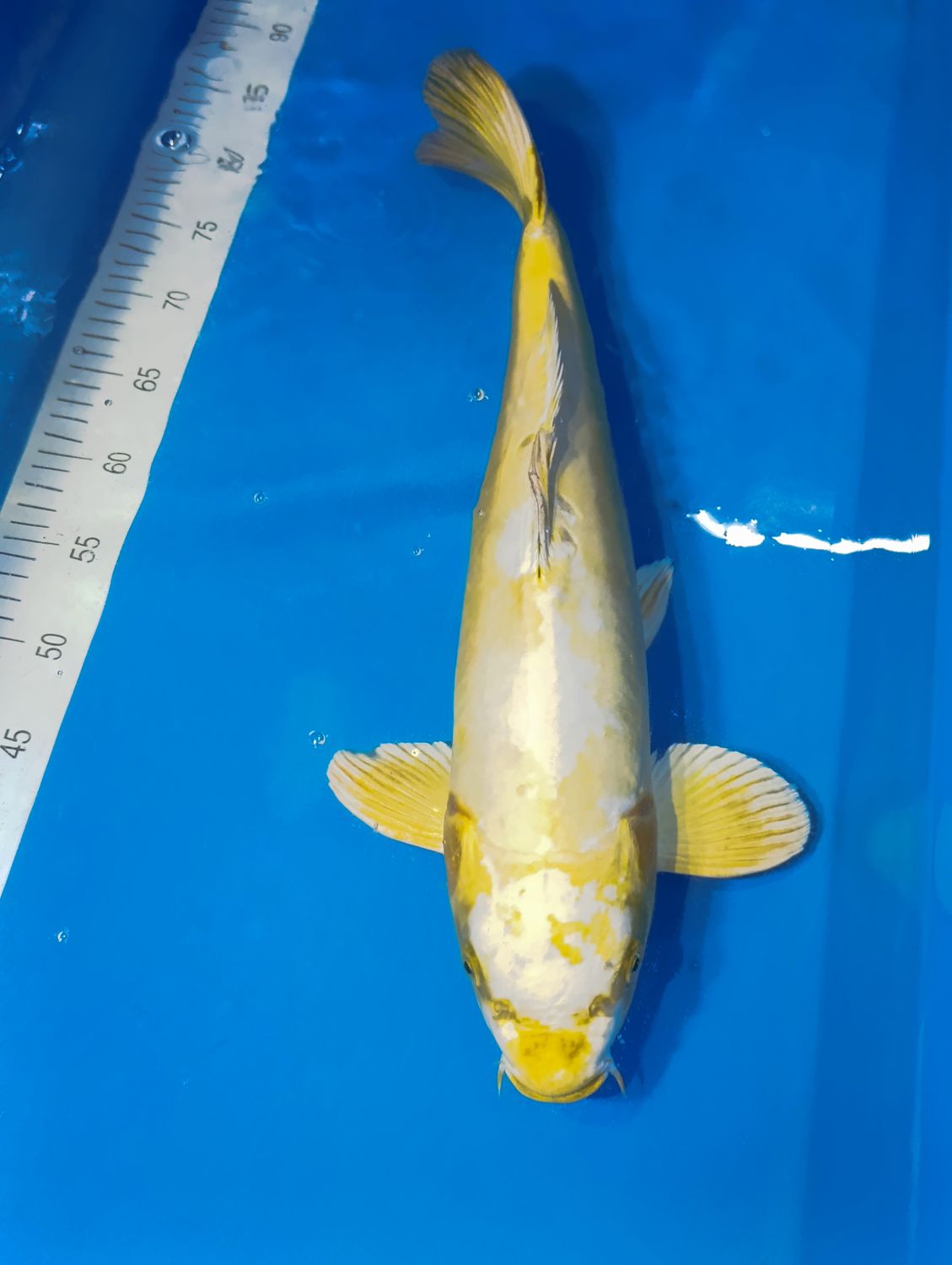 Karp Koi Doitsu Hariwake 51