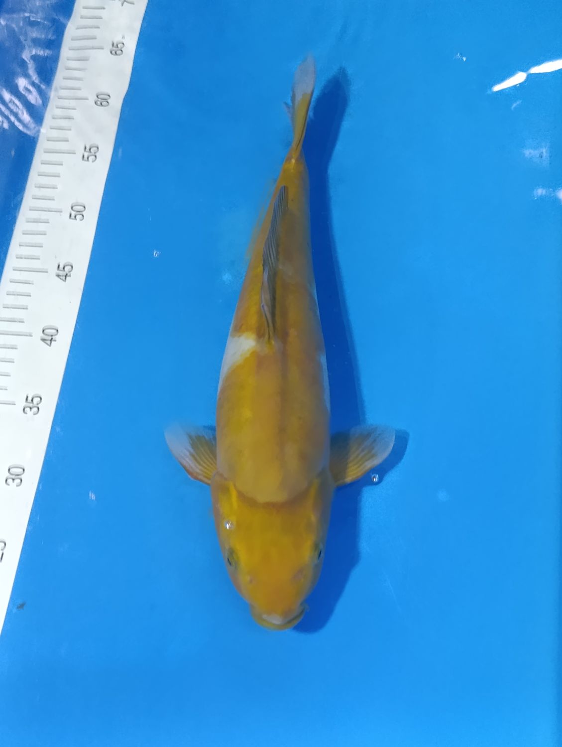 Karp Koi Doitsu Ochiba 40 cm