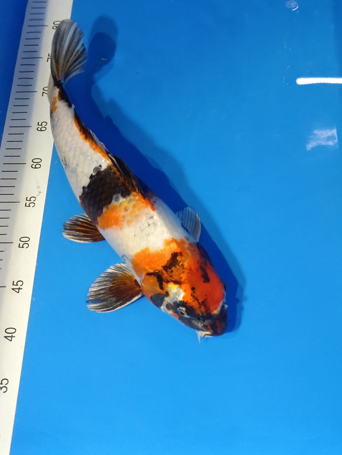 Karp Koi Showa 40 cm