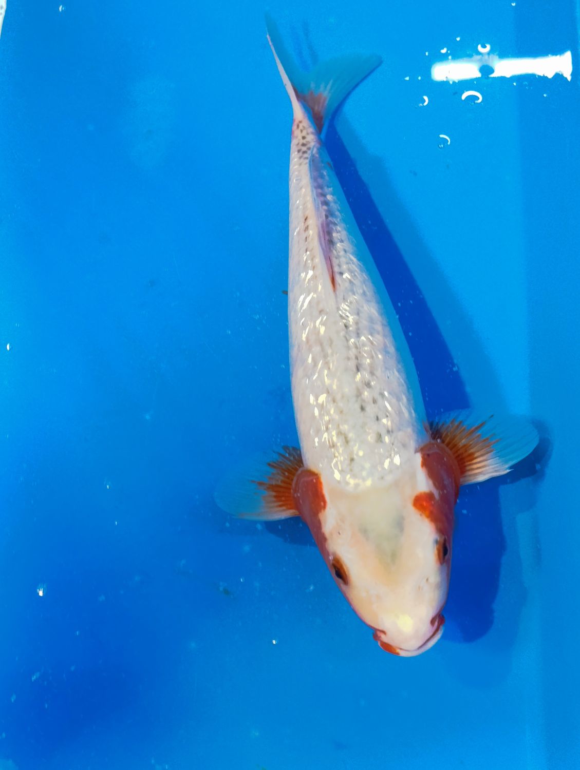 Karp Koi Ginrin Asagi 38 cm