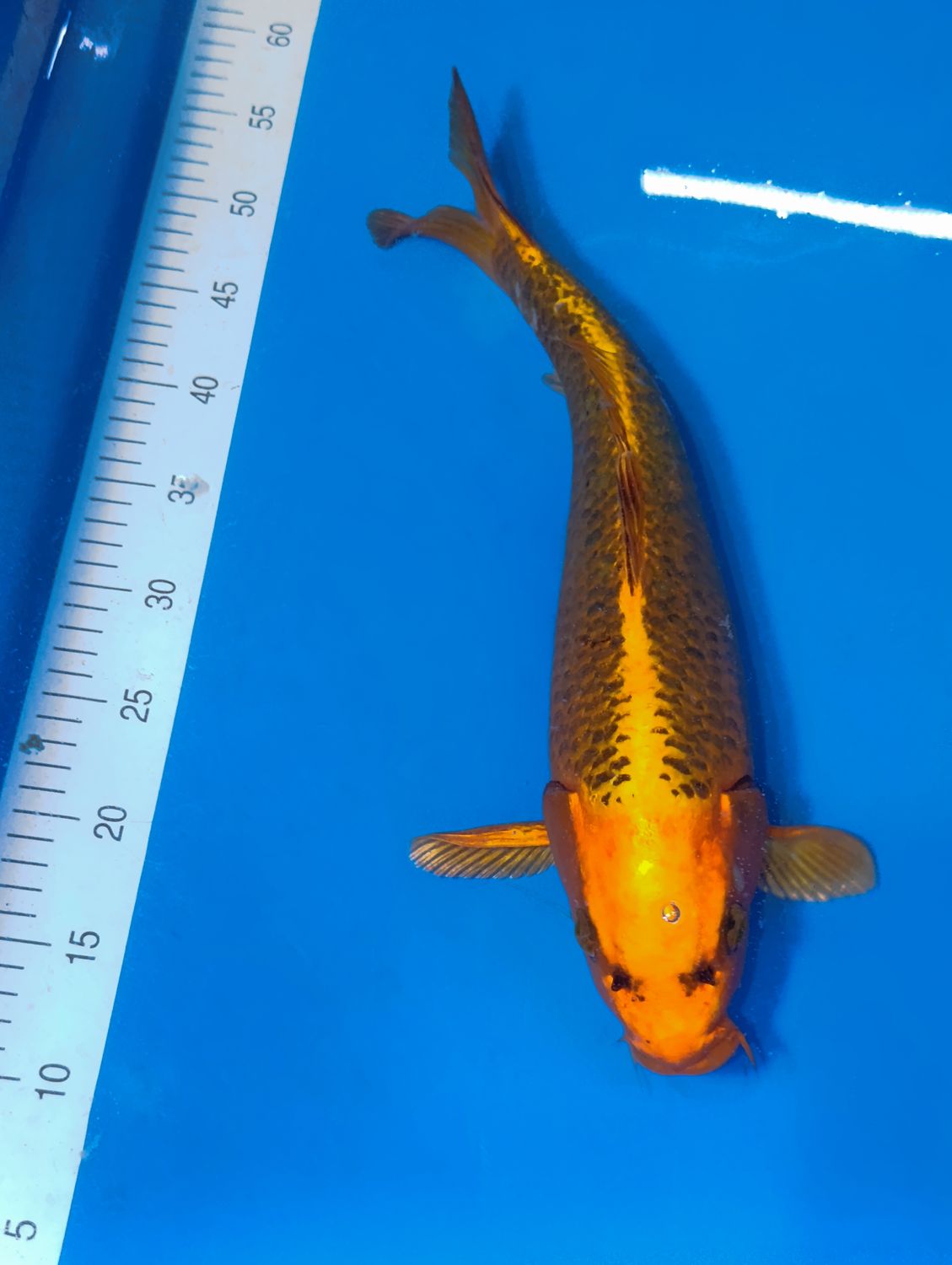 Karp Koi Kin Matsuba 42cm