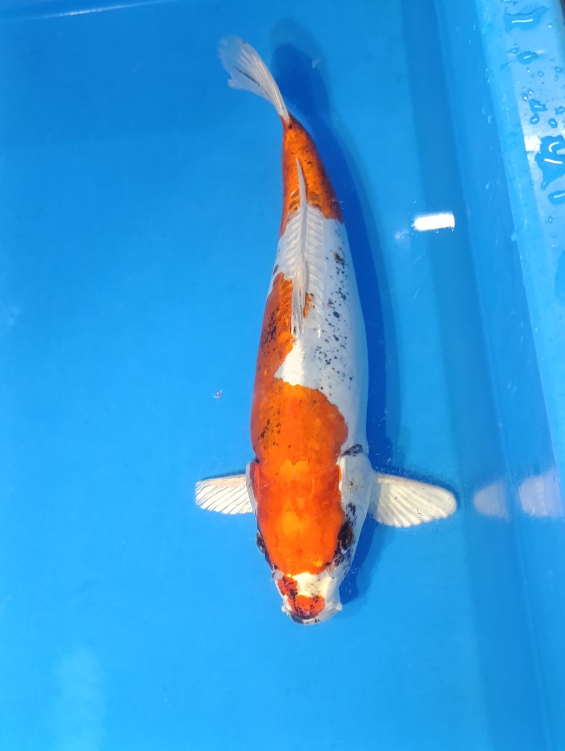 Karp Koi Doitsu Kujaku 47 cm