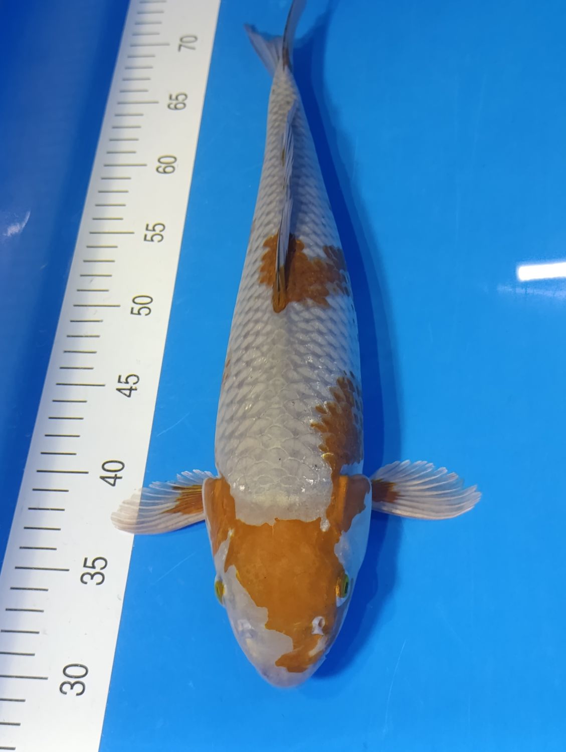 Karp Koi Ochiba 45 cm