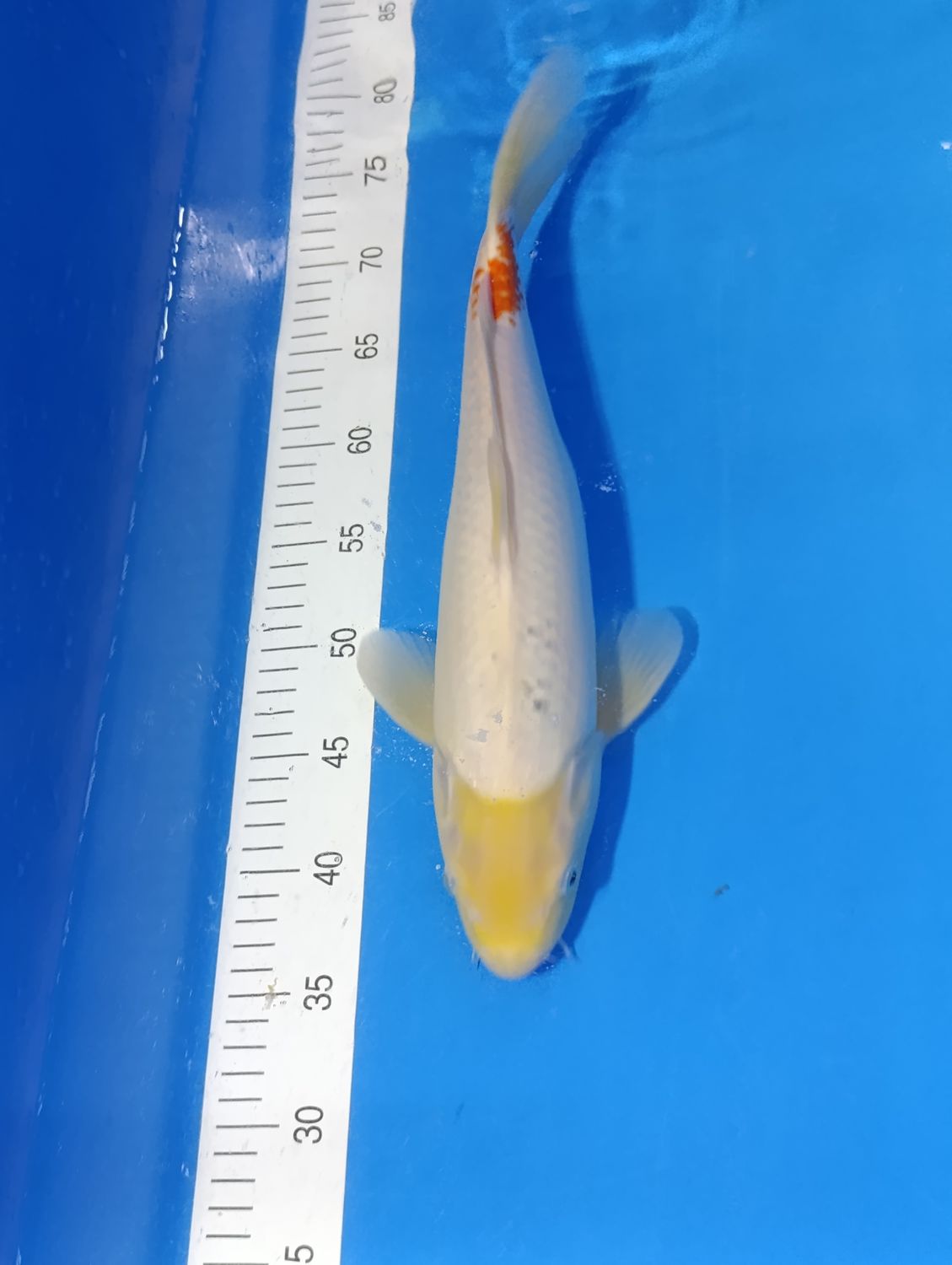 Karp Koi Kohaku 35cm