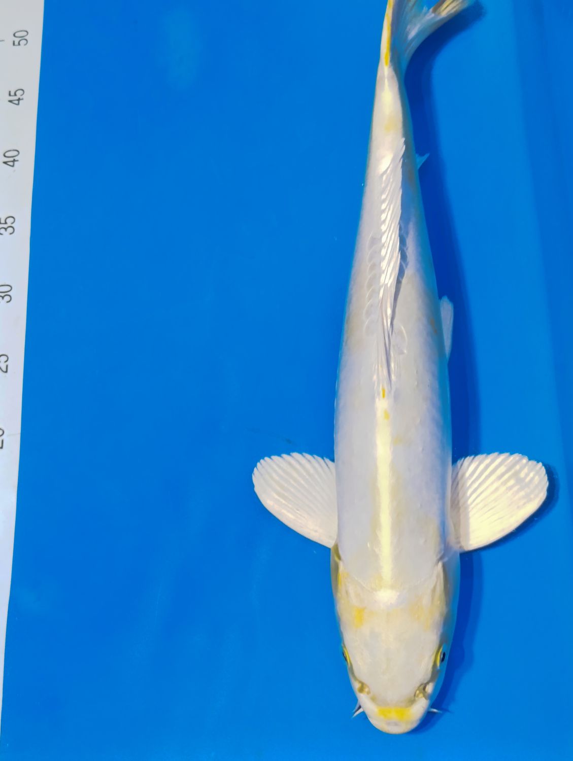 Karp Koi Doitsu hariwake 50 cm