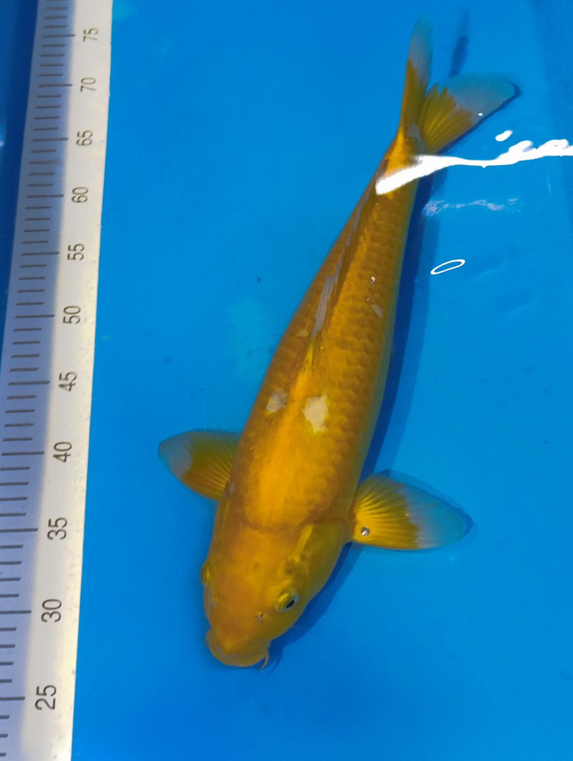 Karp Koi Ochiba 45 cm