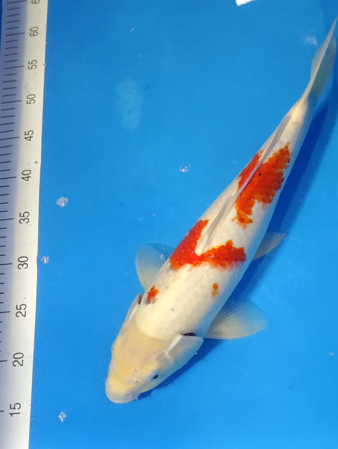 Karp Koi Sanke 40 cm