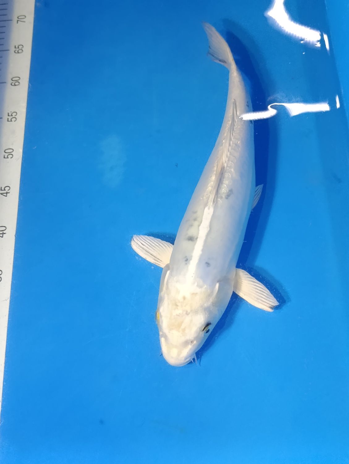 Karp Koi Kin Beko 35 cm