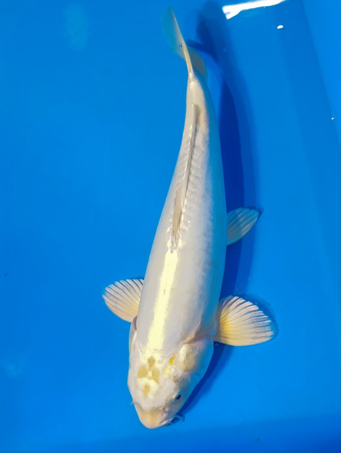 Karp Koi Doitsu platinum ogon 40 cm