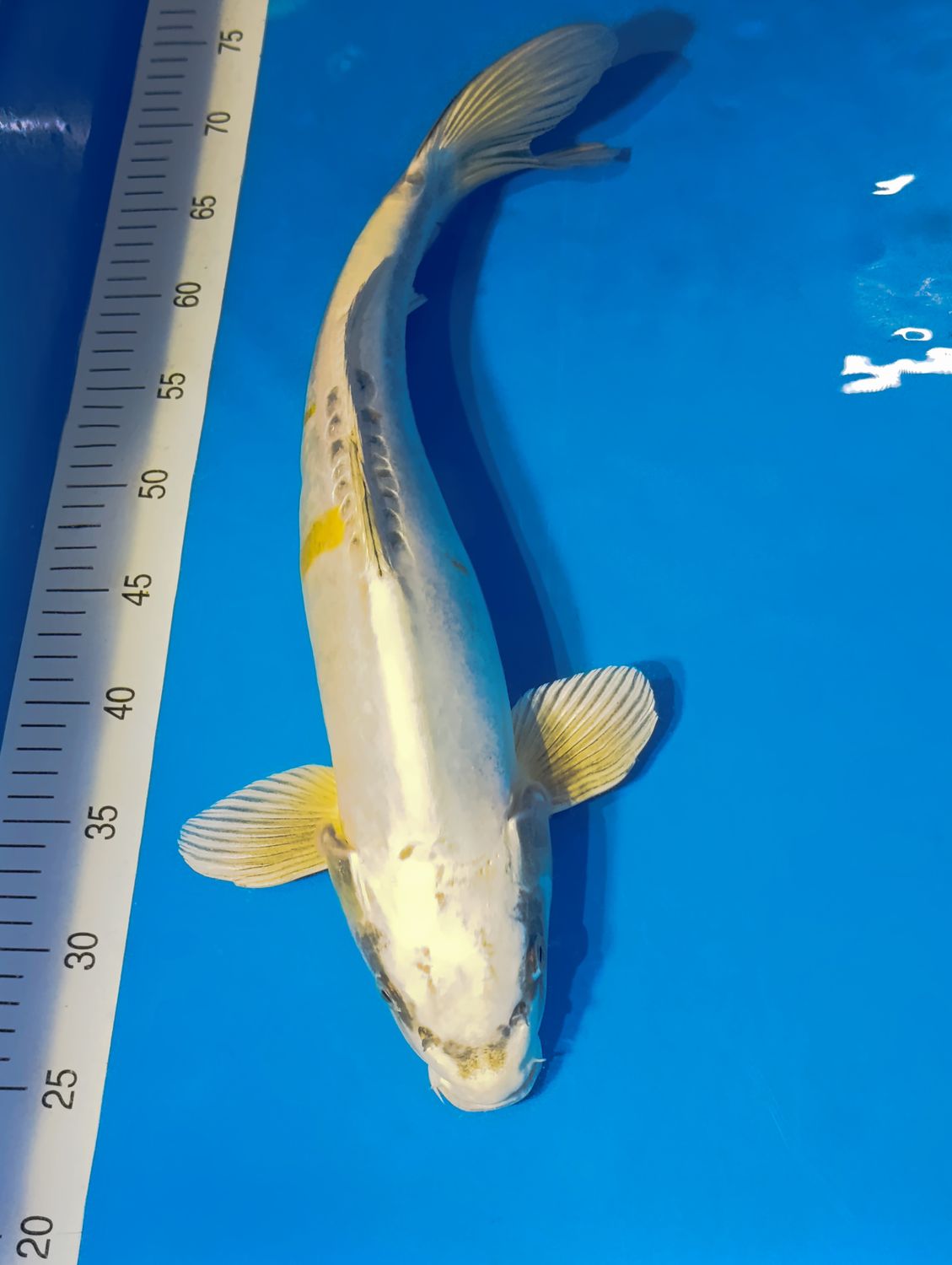 Karp Koi Doitsu kogane ochiba 47 cm