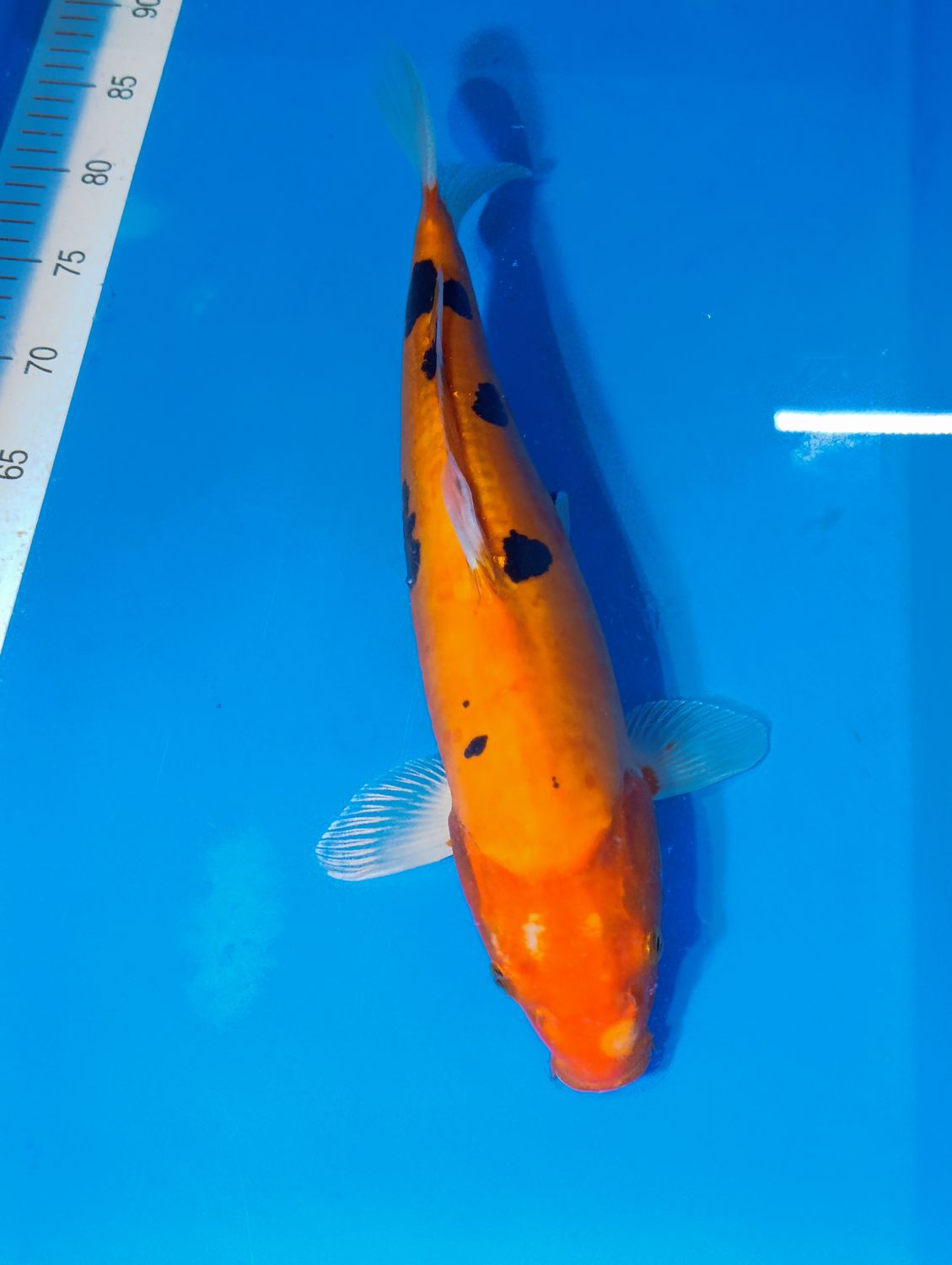 Karp Koi Doitsu sanke 39 cm