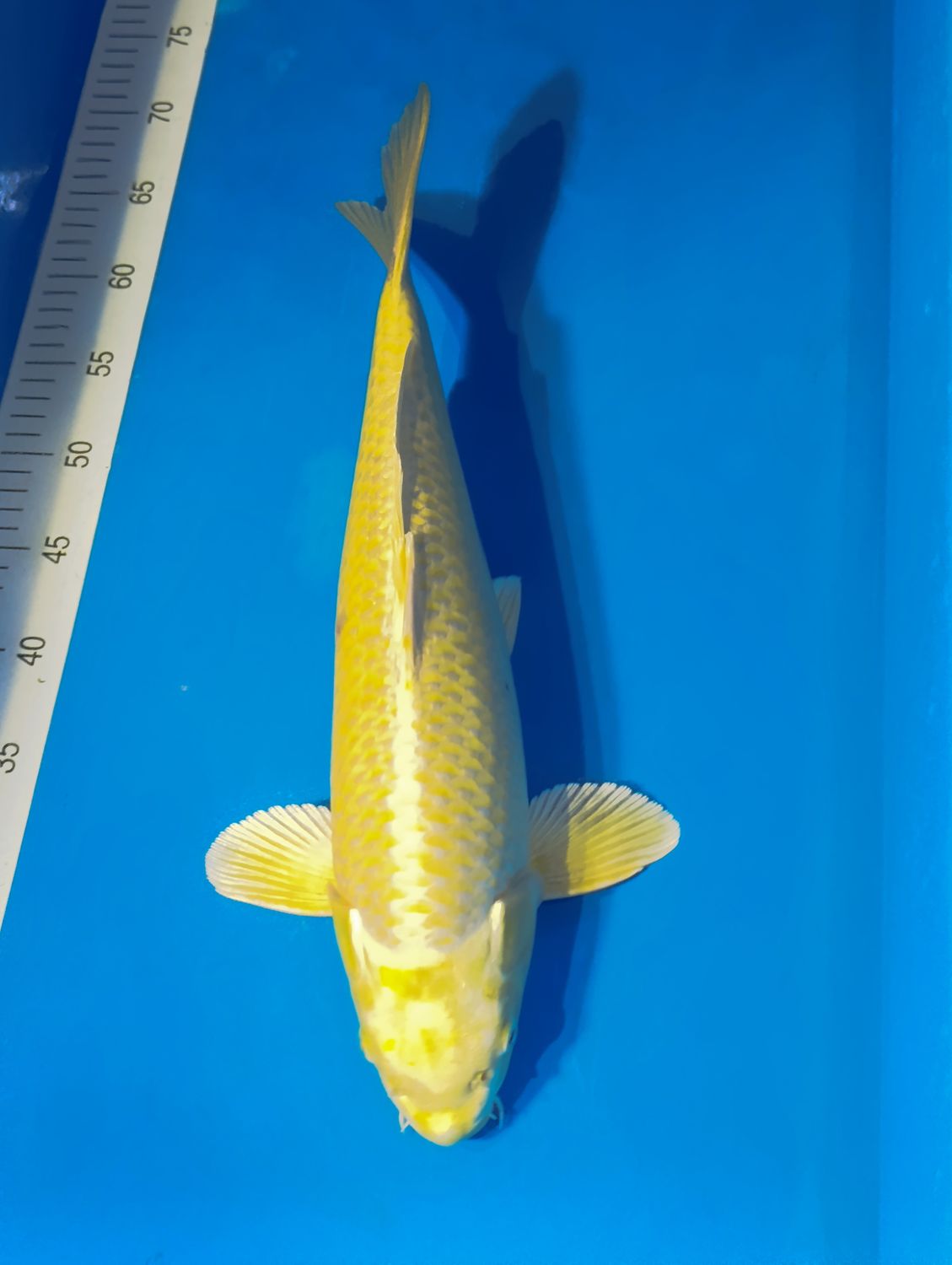 Karp Koi Yamabuki 45 cm