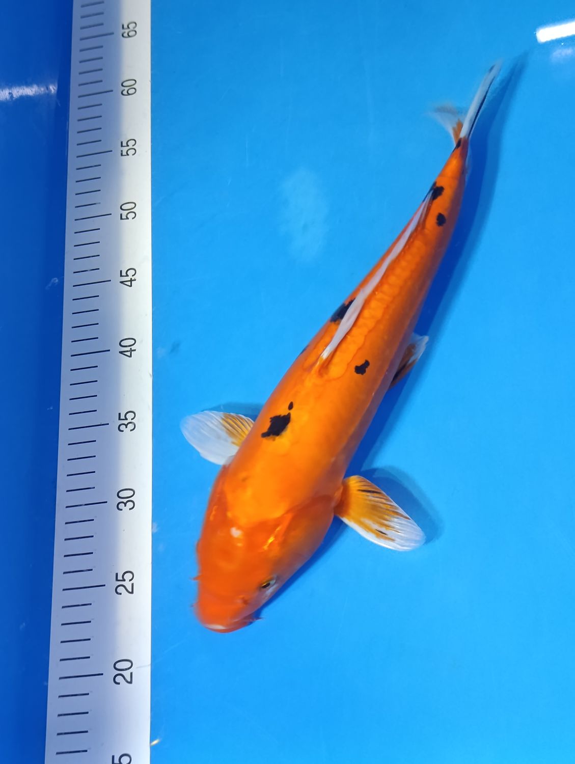 Karp Koi Doitsu sanke 40 cm