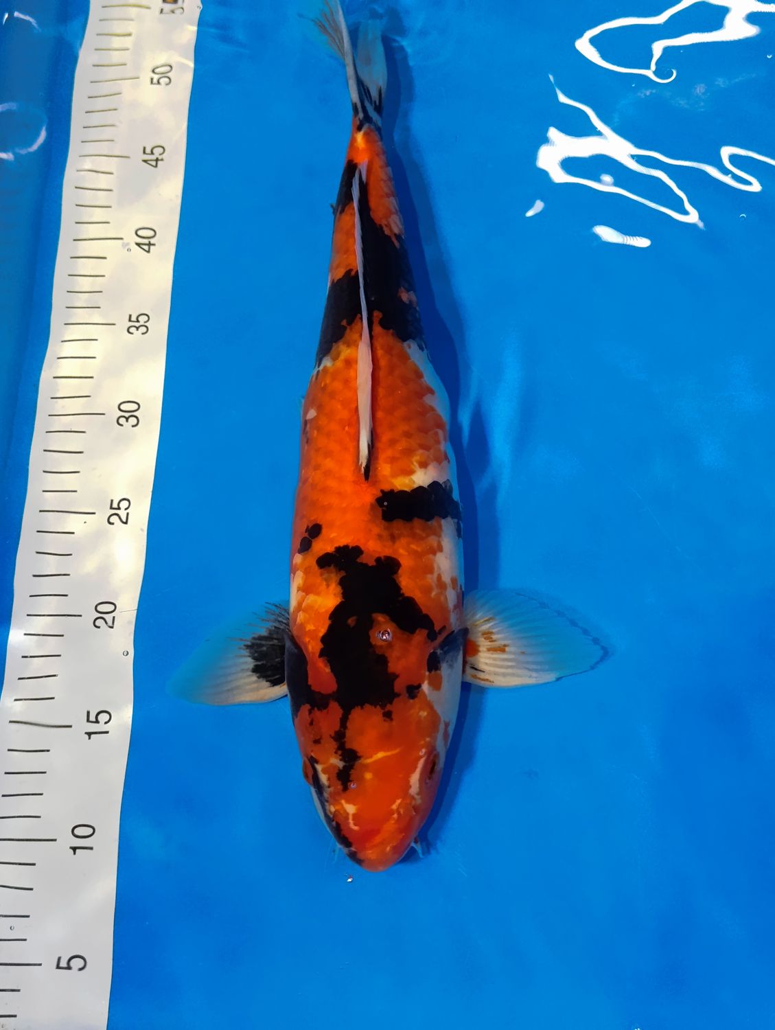 Karp Koi Showa 47 cm