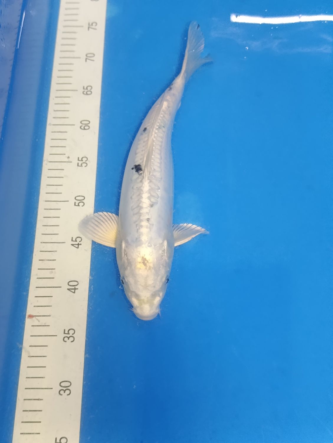 Karp Koi Kin bekko 38 cm