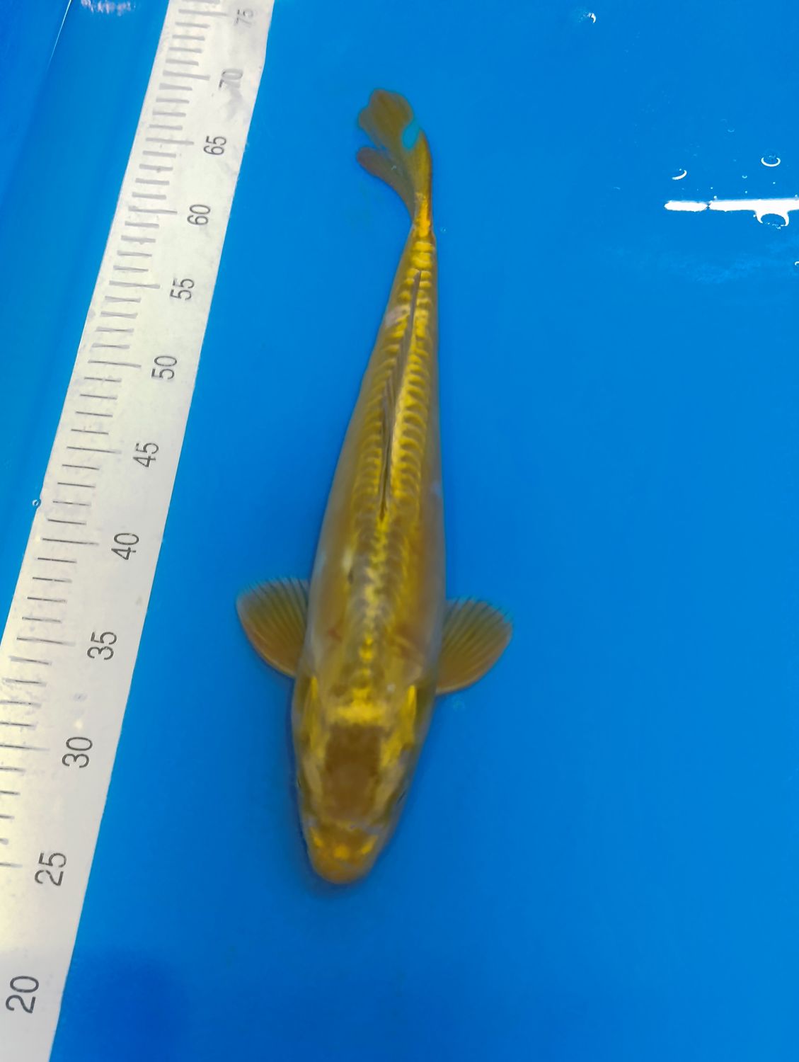 Karp Koi Atarashi Ochiba 45 cm