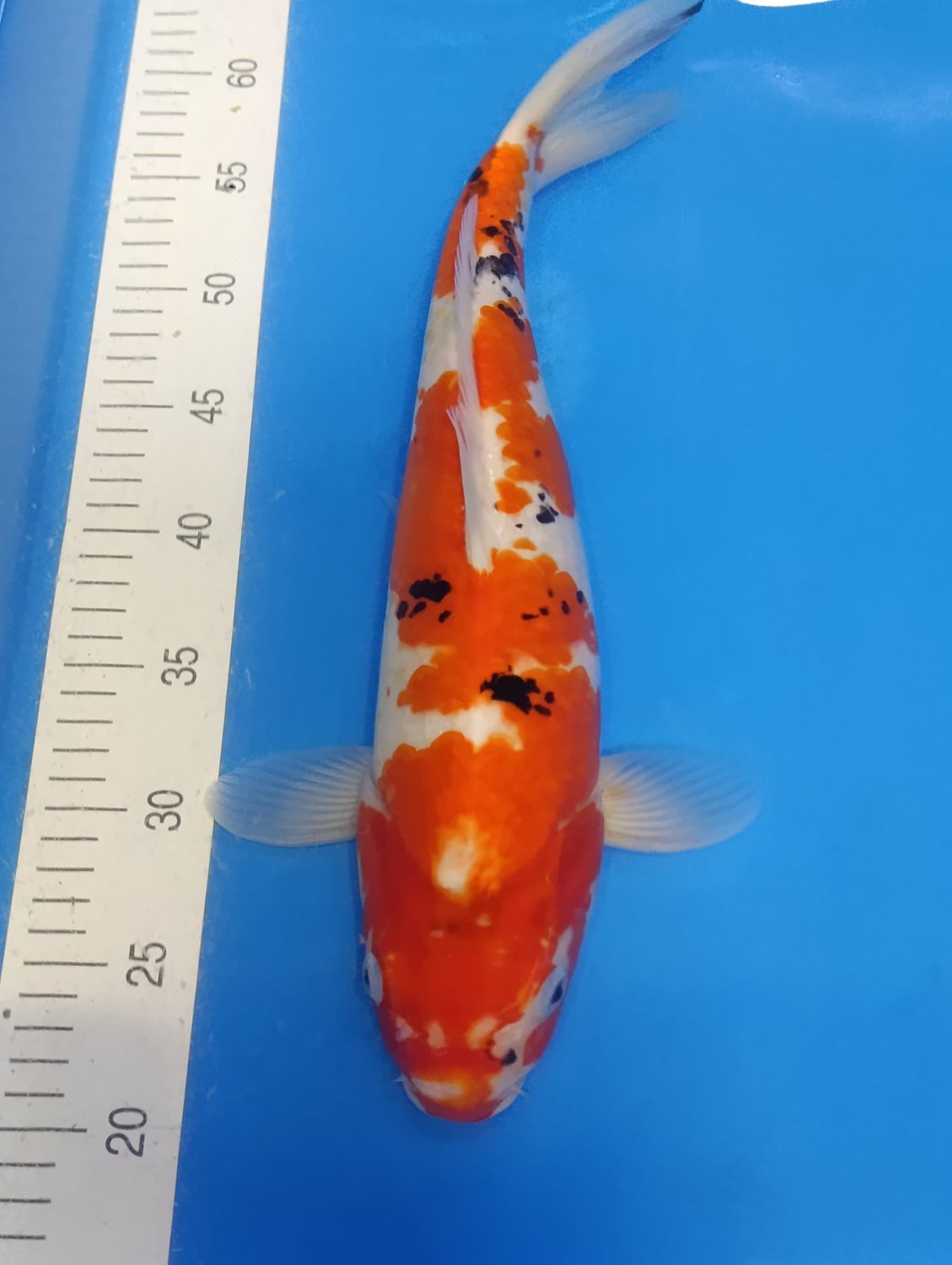 Karp Koi Sanke 40 cm