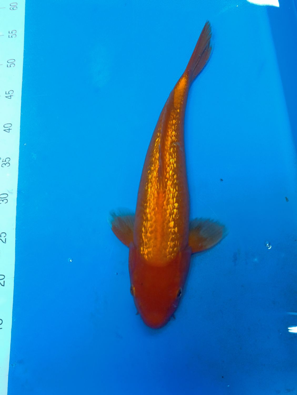 Karp Koi Gin rin red karashigoi 37 cm