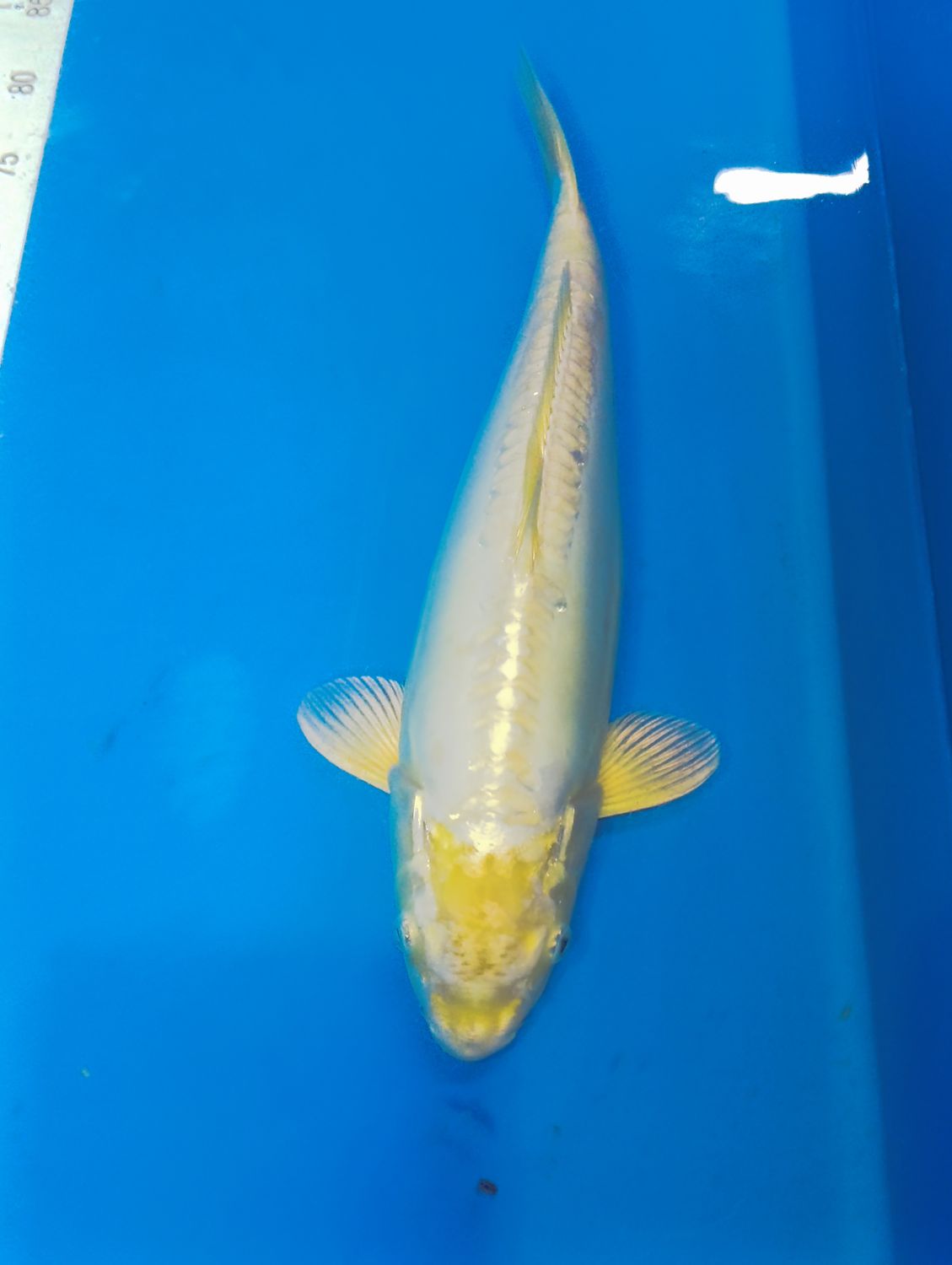 Karp Koi Doitsu platinum ogon 42 cm