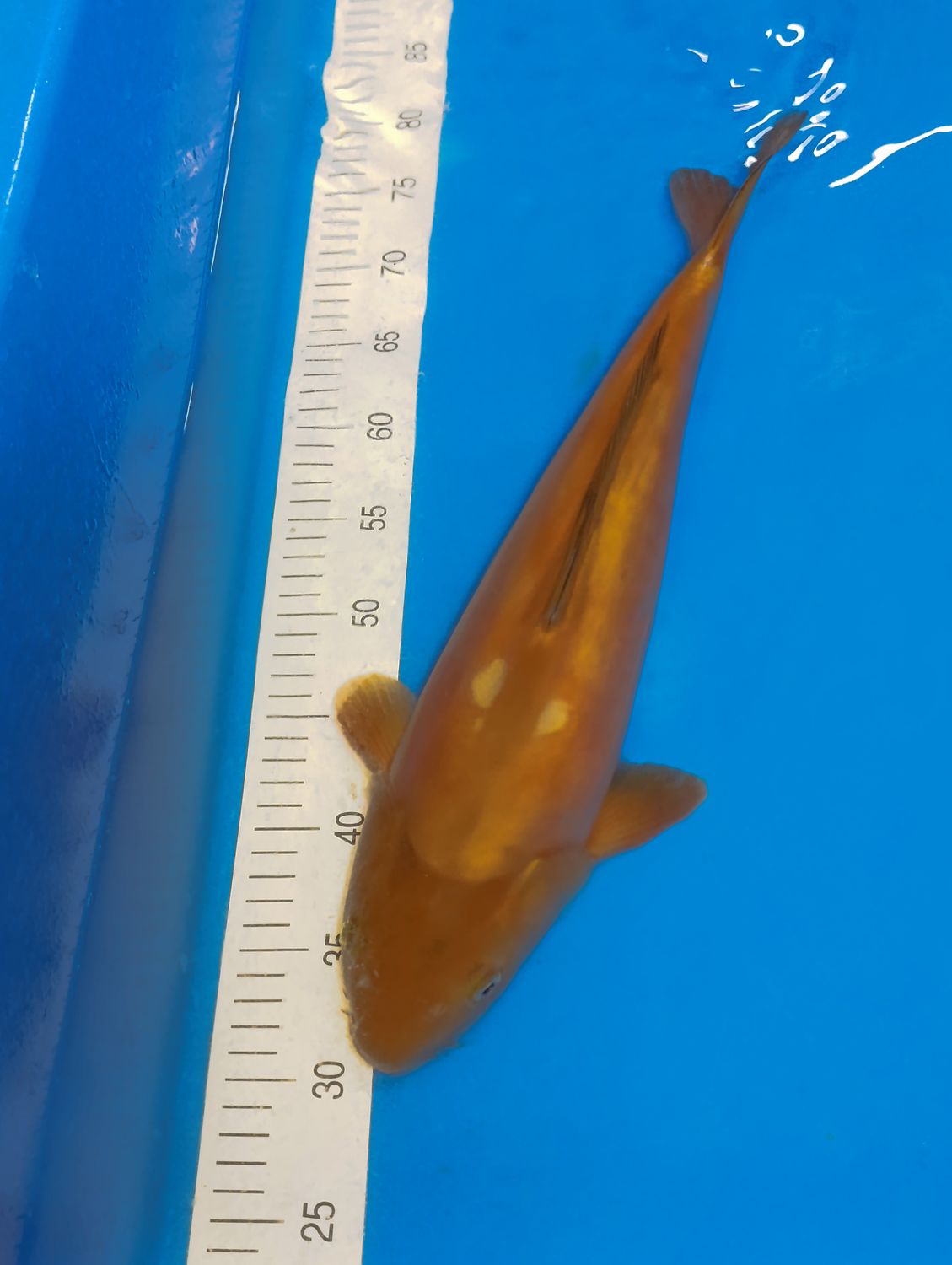 Karp Koi Ochiba 48cm