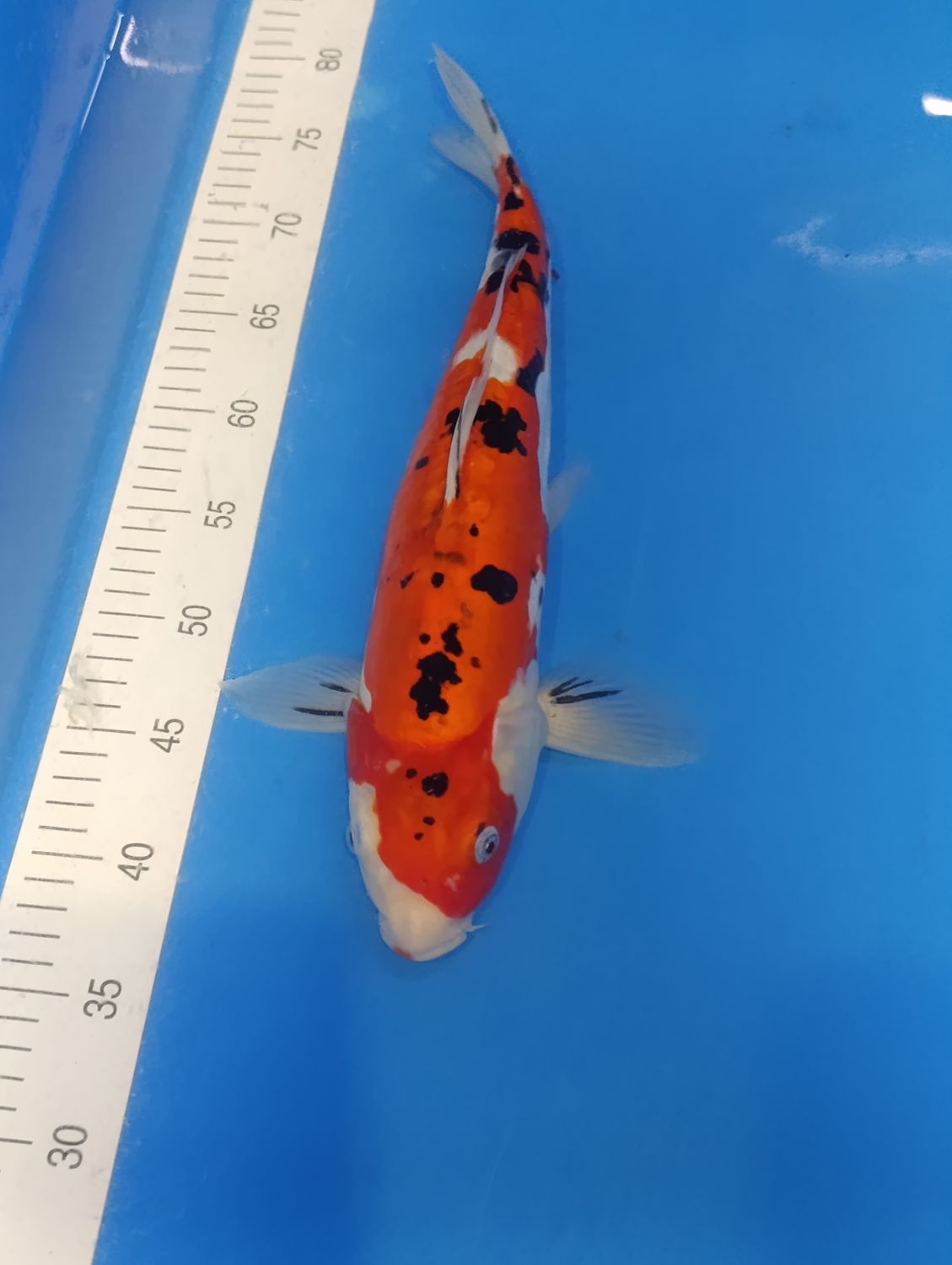 Karpie Koi Doitsu sanke 40 cm