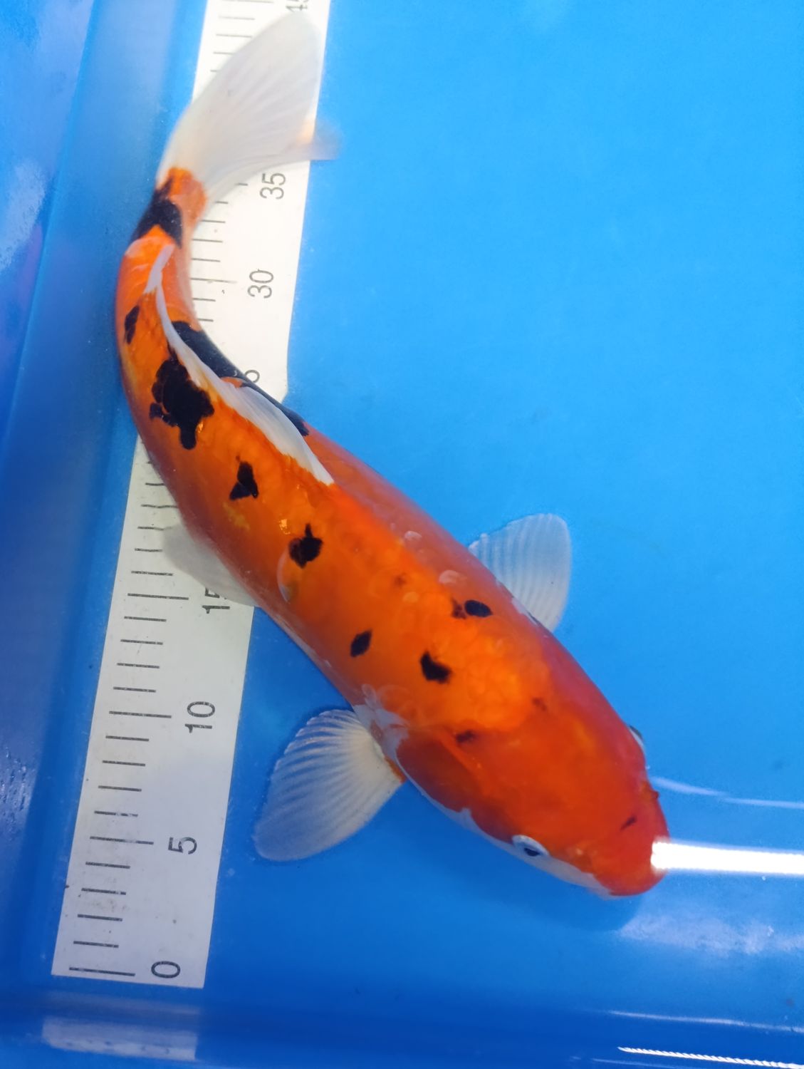 Karp Koi Doitsu sanke 45 cm