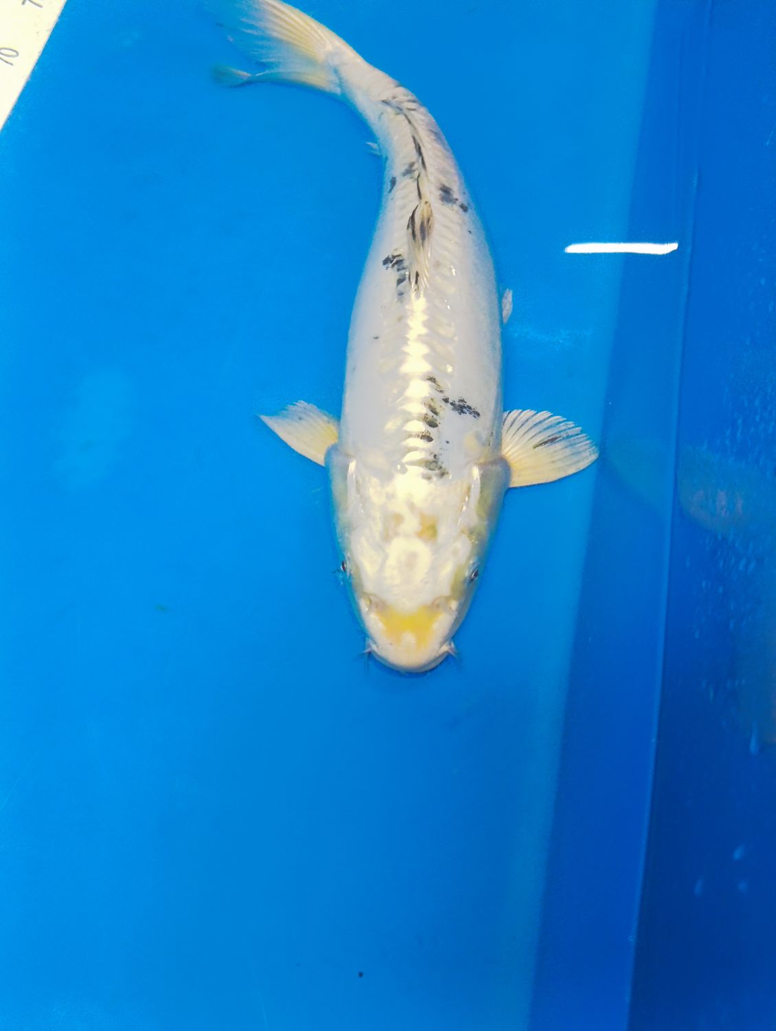 Karp Koi Kin bekko 44 cm