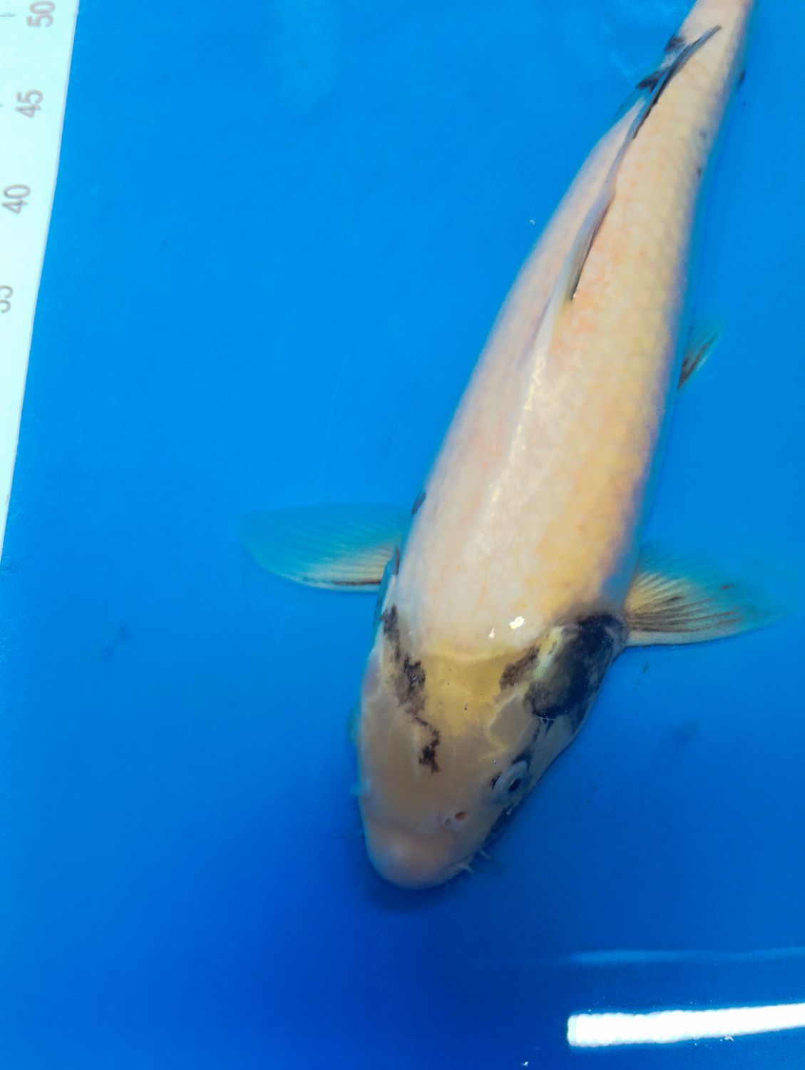 Karp Koi Shiro utsuri 45 cm