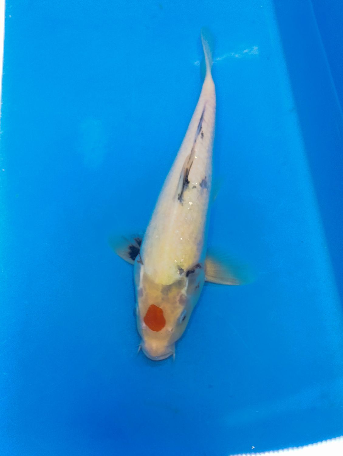 Karp Koi Tancho shiro 37 cm