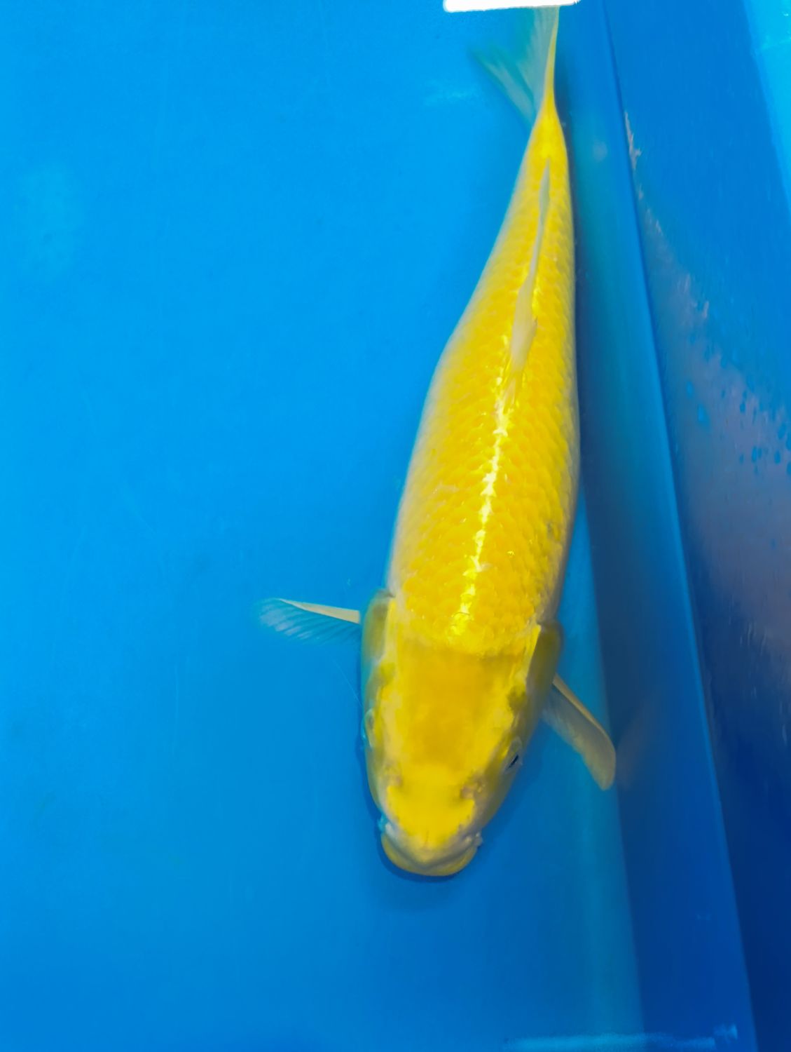 Karp Koi Karashigoi 42 cm