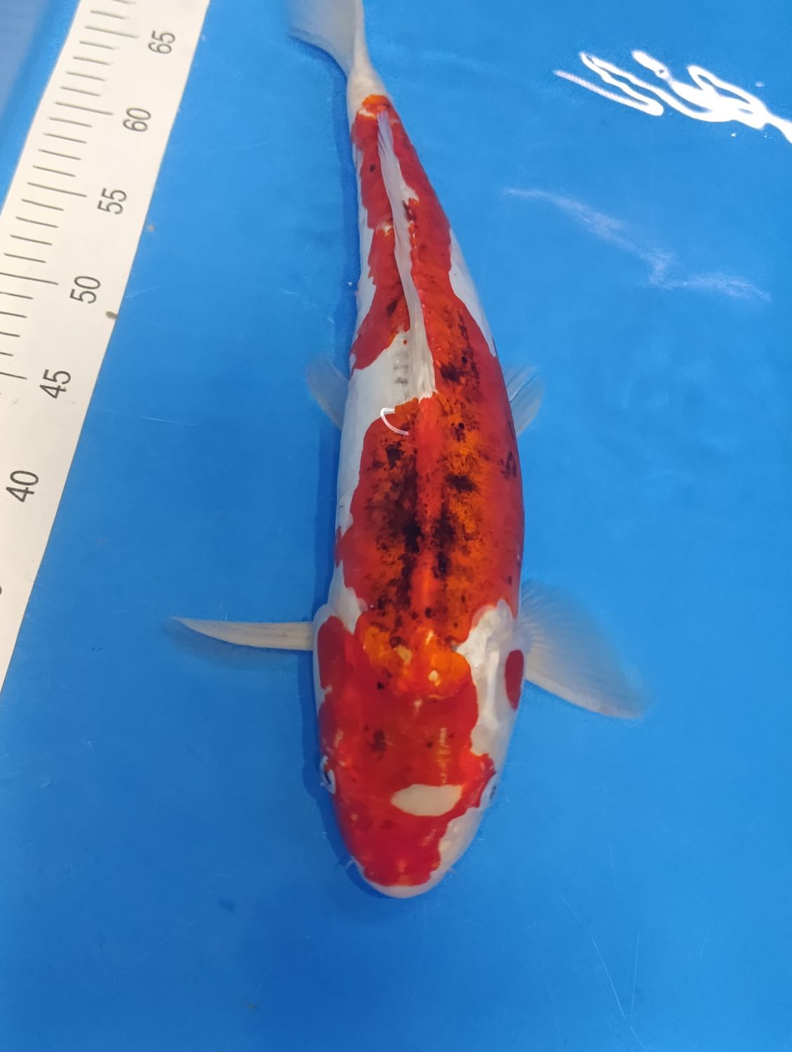Karp Koi Doitsu Goromo 48cm