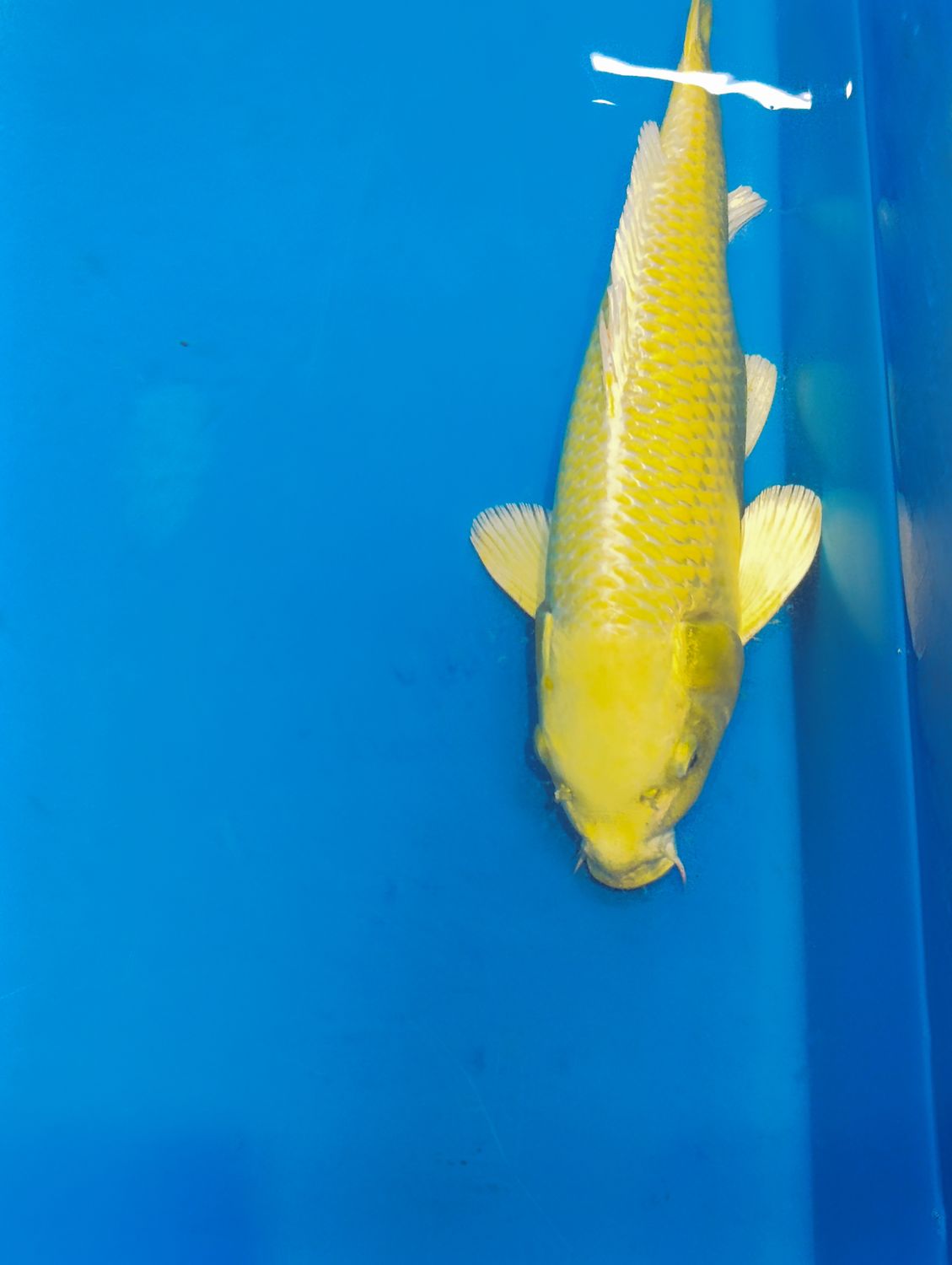 Karp Koi Yamabuki 40cm