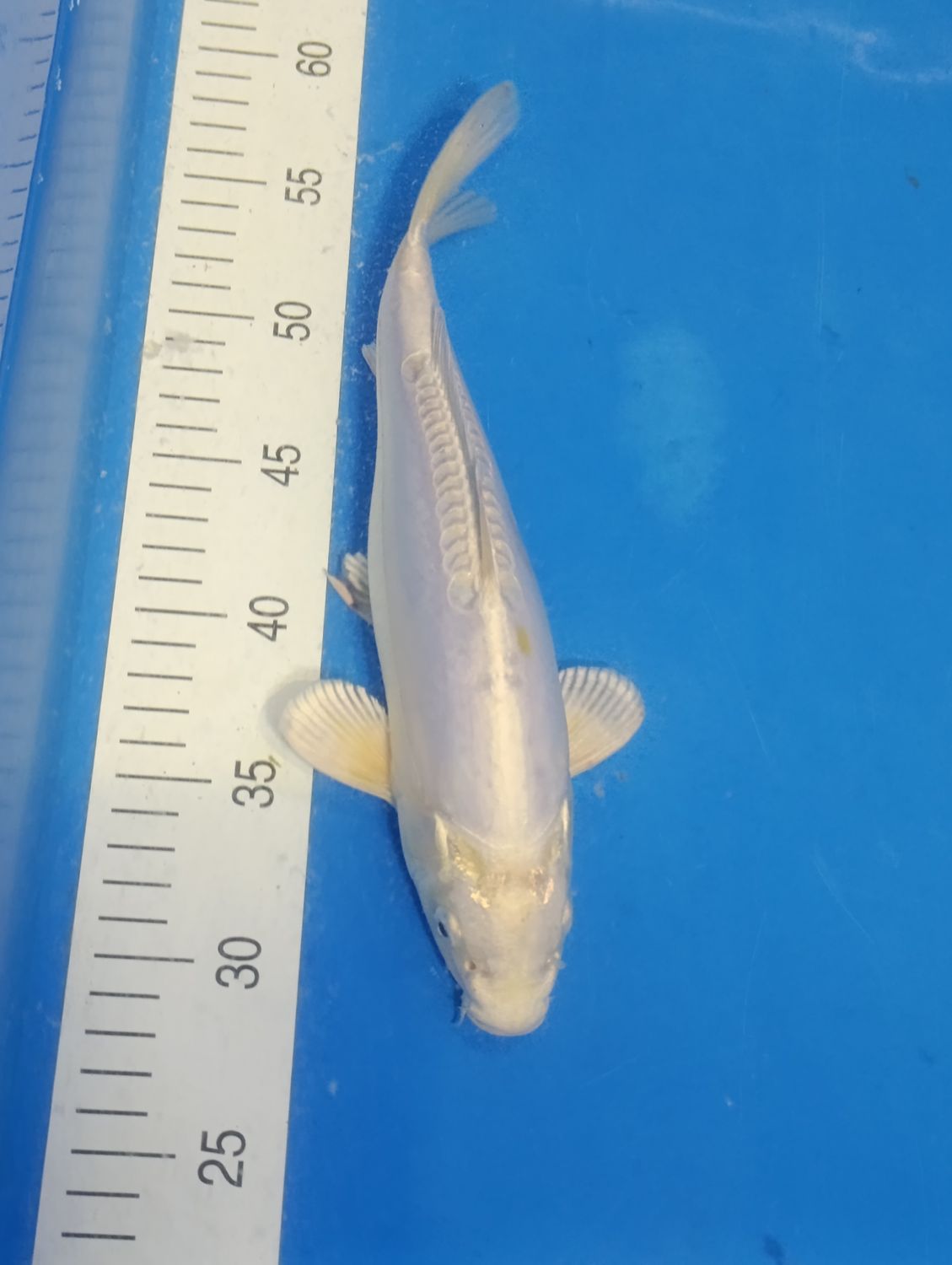 Karp Koi Doitsu platinum ogon 29 cm