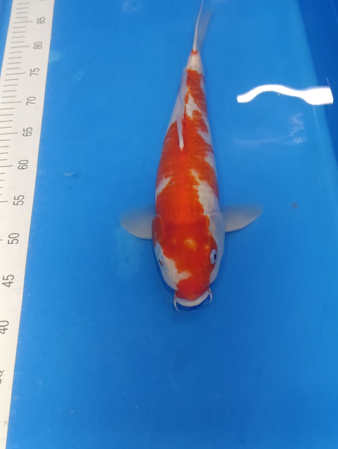 Karp Koi Kohaku 40cm