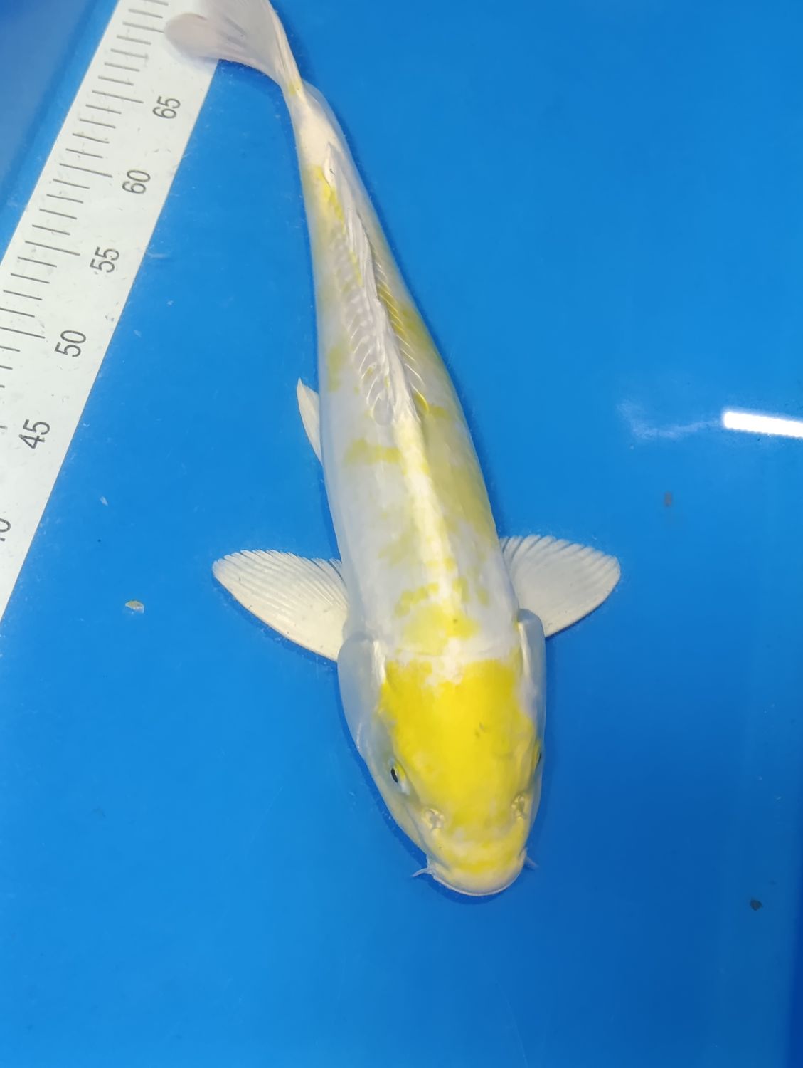 Karp Koi Doitsu Hariwake 45 cm