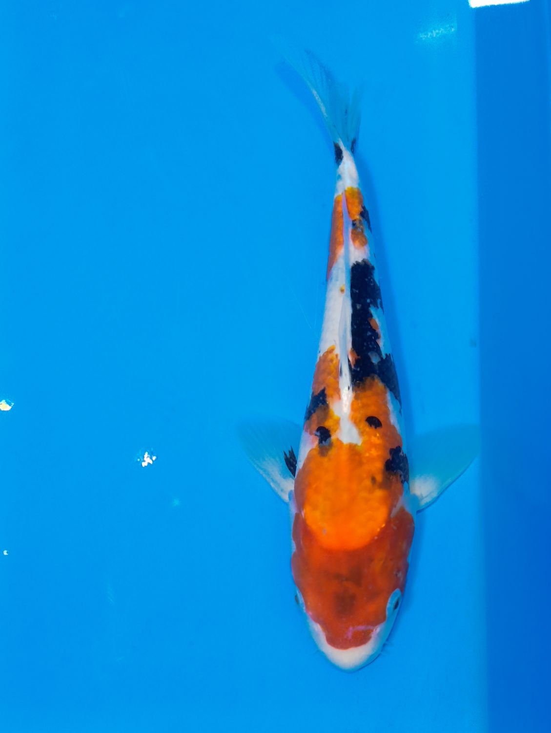 Karp Koi Sanke 35 cm