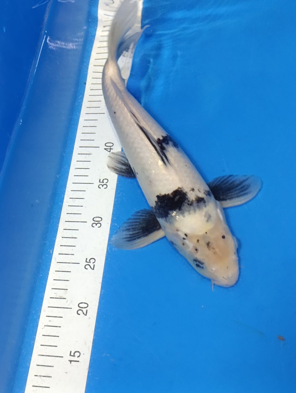 Karp Koi Shiro utsuri 38 cm