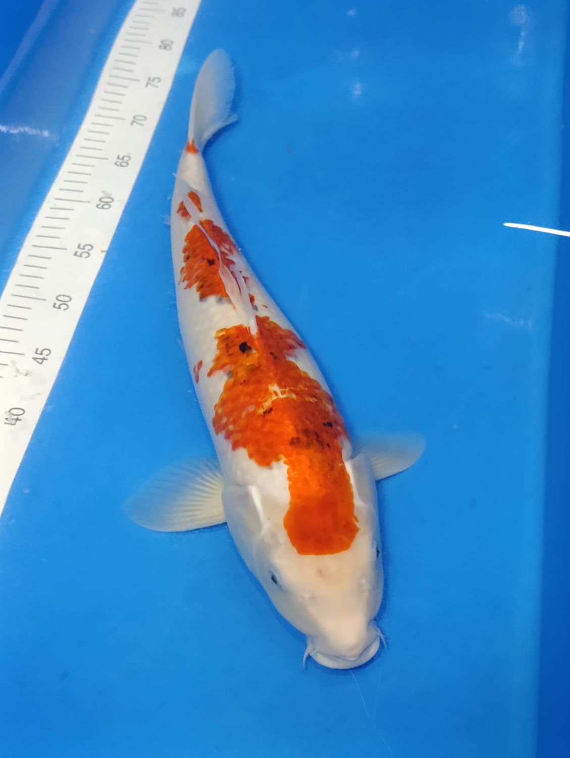 Karp Koi Sanke 45 cm