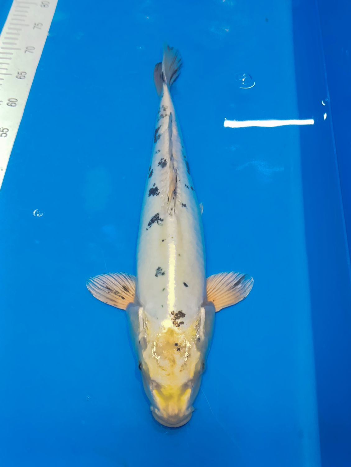 Karp Koi Kin bekko 47 cm
