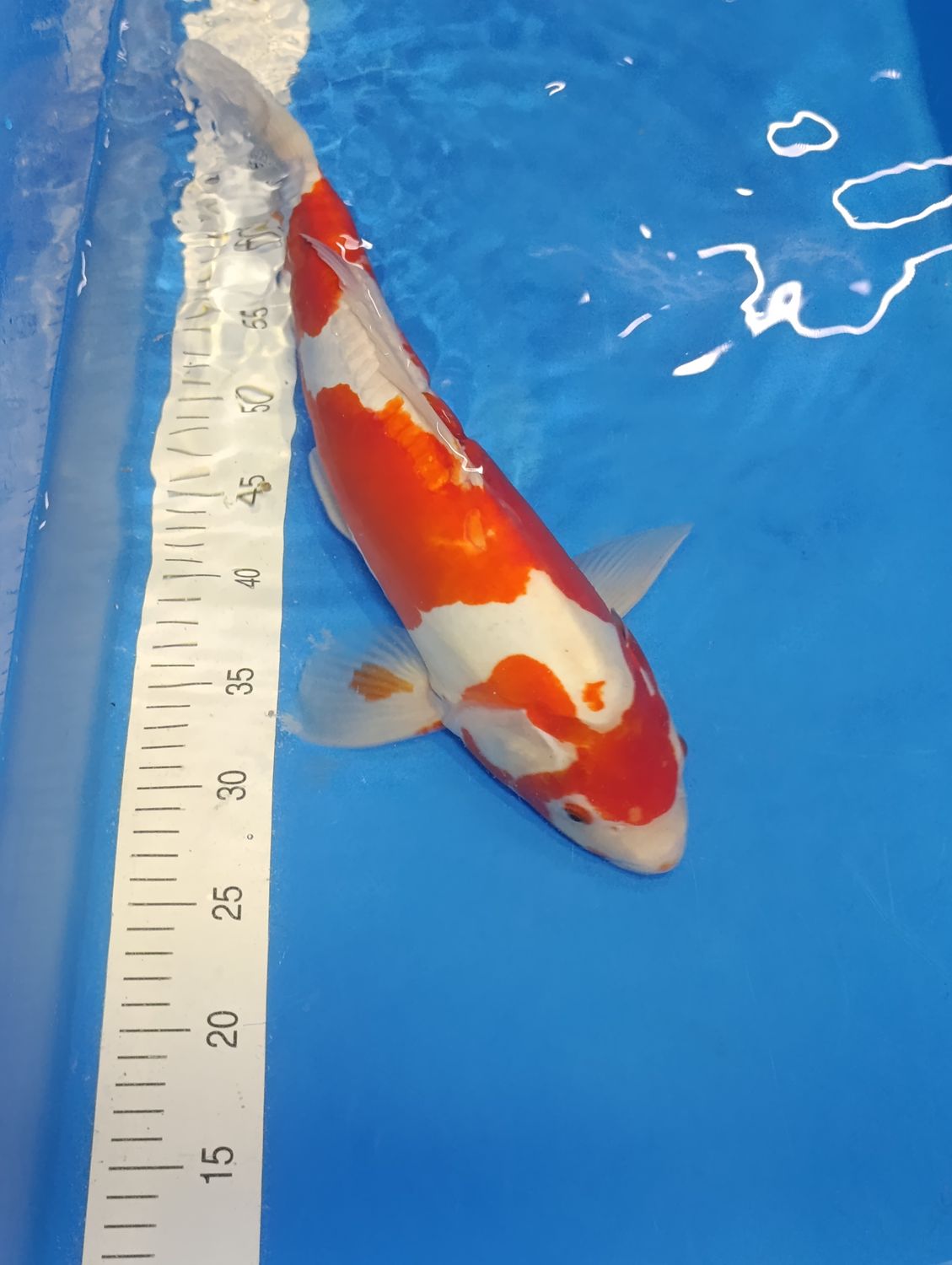 Karp Koi Doitsu kohaku 47 cm
