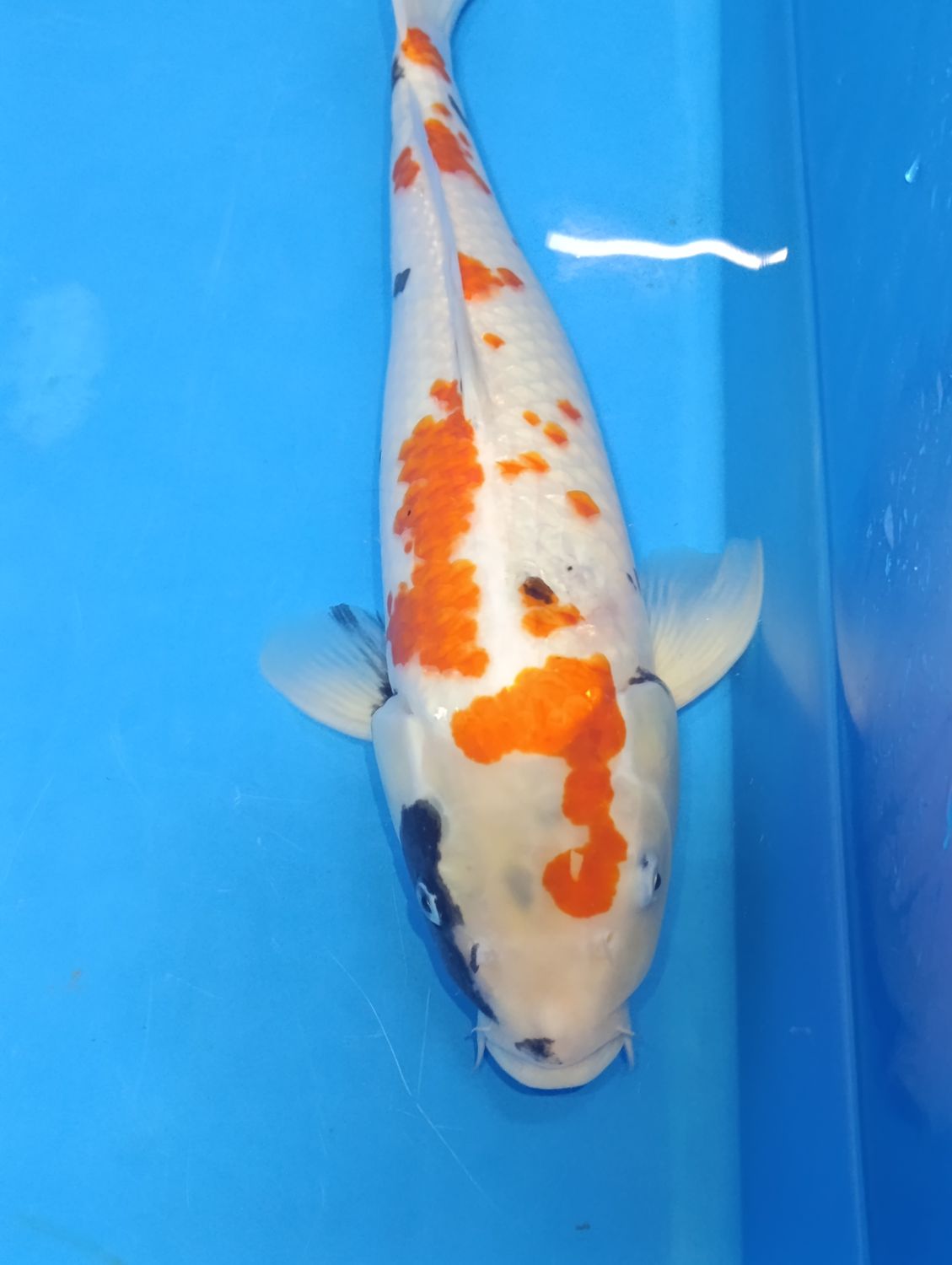 Karp Koi Sanke 45cm