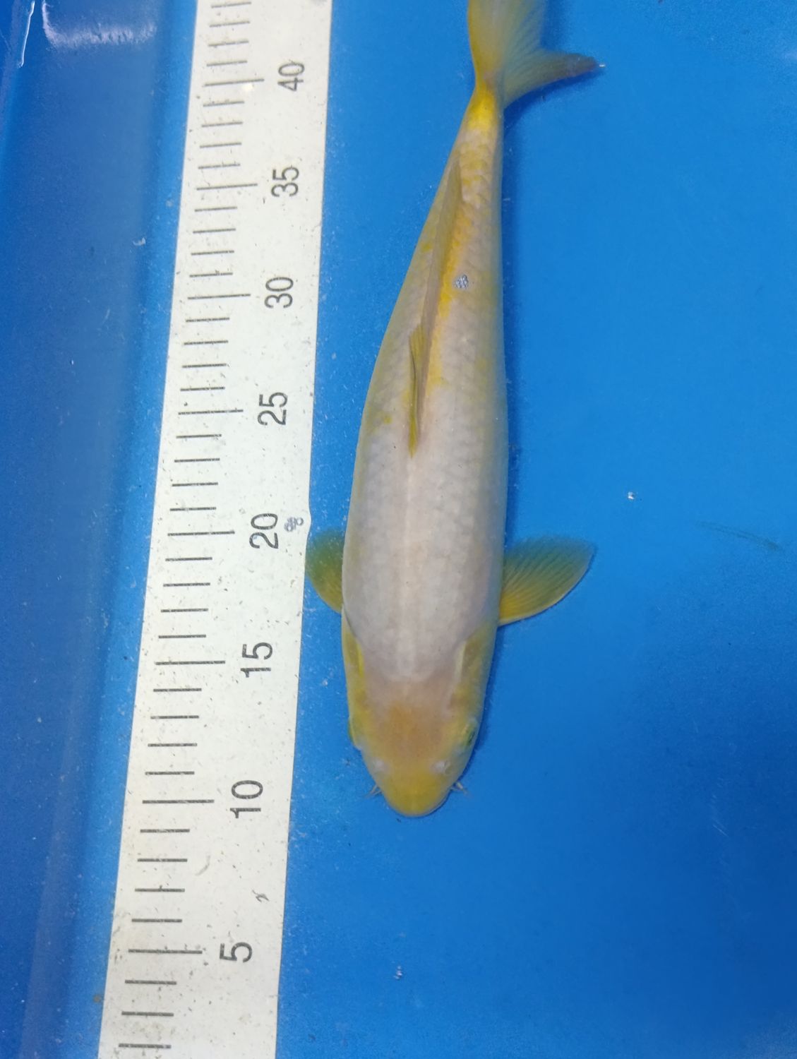 Karp Koi Ochiba 32 cm