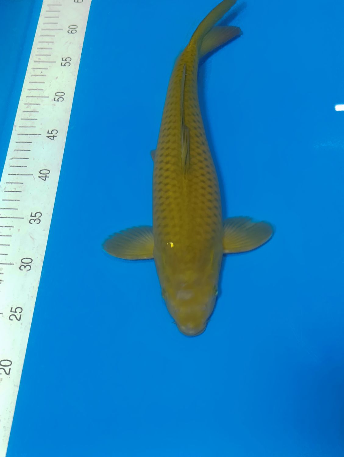 Karp Koi Chagoi 39 cm