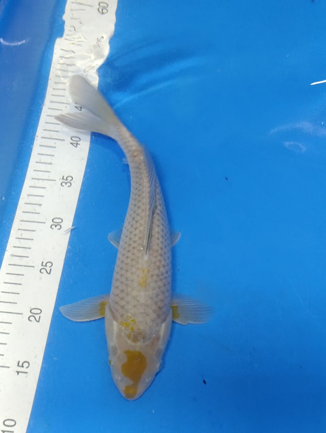 Karp Koi Ochiba 34 cm